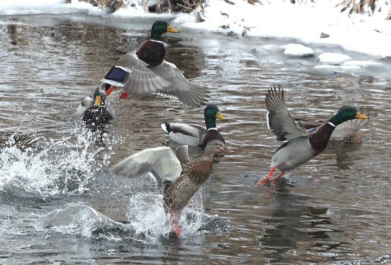 A group of mallards explode from the Kishwaukee River into the snow Wednesday, Feb. 12, 2025, in DeKalb.