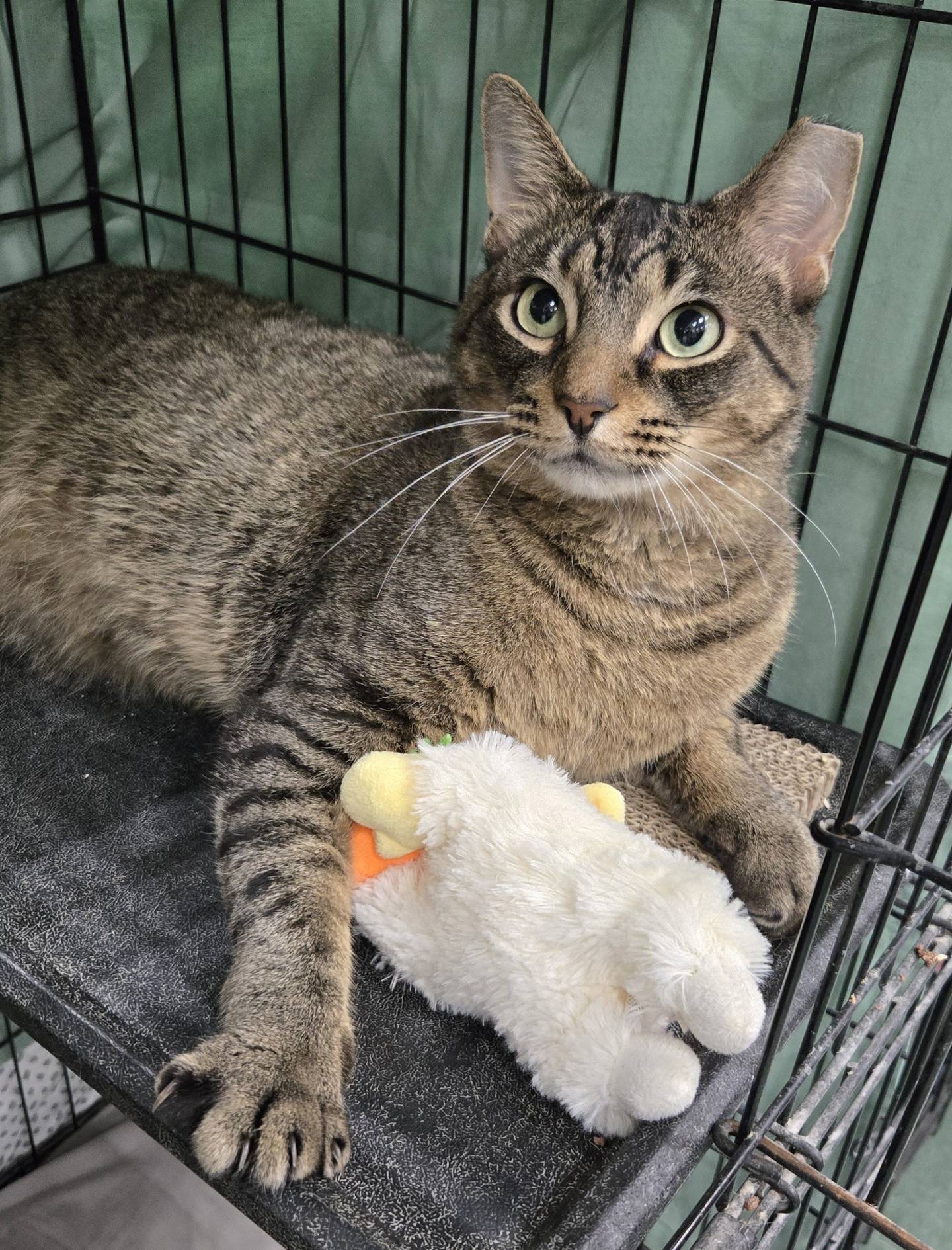 Oskar is a 3-year-old playful, gentle, loving tabby, who was found alone as a stray. Every object is a toy for him and he craves attention. Oskar loves being near people and will gently lean close for ear scratches and chin rubs. To meet Oskar, email Catadoptions@nawsus.org. Visit nawsus.org.