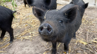 Explore diverse farms during the annual Ogle County Farm Stroll set for Oct. 12 