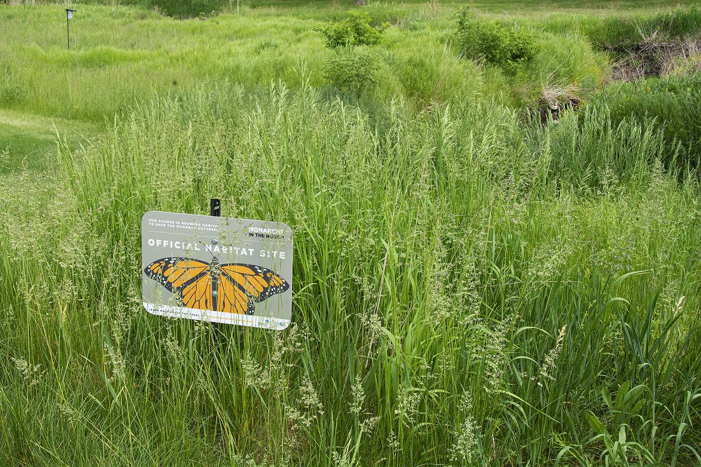Pictured is a sign at the Carillon Lakes 3-hole golf course showing its inclusion into the Monarchs in the Rough program. Five years ago, residents at the gated community for active adults 55 and up started restoring unused areas of the golf course to its natural habitat.
