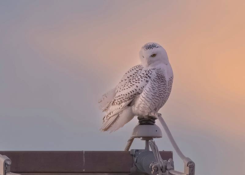 Justine Neslund photographed this snowy owl spotted visiting McHenry at sunrise on Sunday, December 8, 2024. The bird is a fledgling male, born this summer in the arctic, according to a spokesman from projectsnowstorm.org.