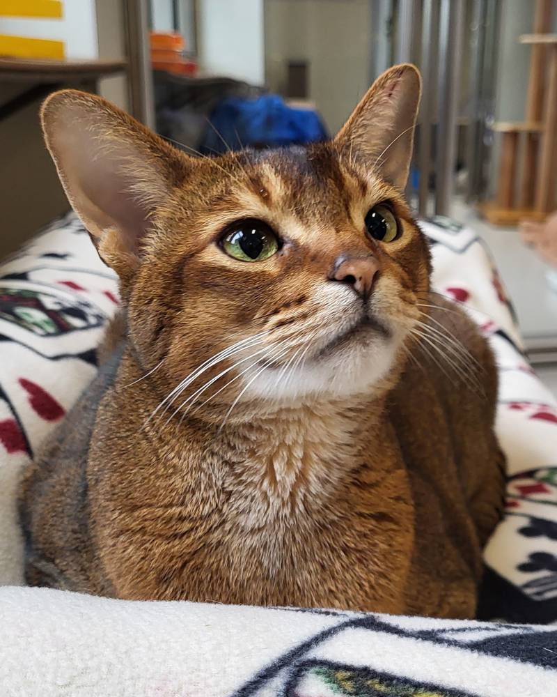 Bebo is Save-A-Pet's pet of the week for July 6, 2023.