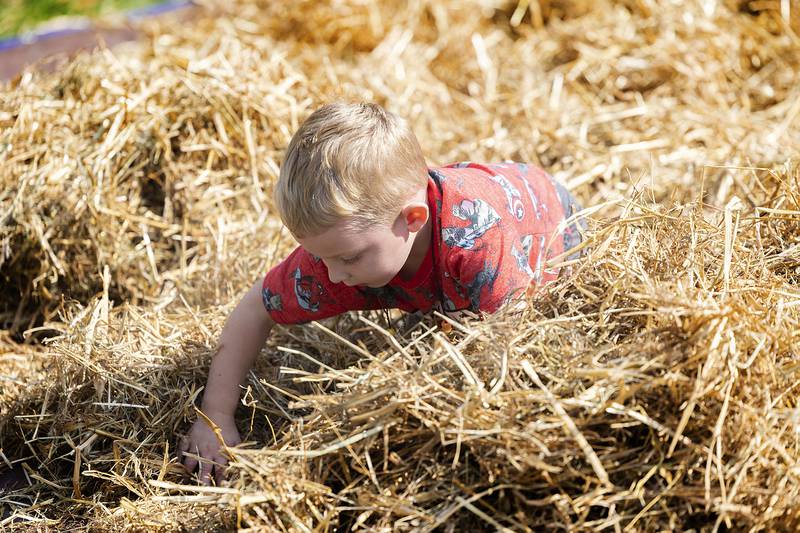 Maddox Marrandino, 3, of DIxon digs through a haystack for a sweet treat Saturday, October. 12, 2024, at the John Deere Historic Site’s Fall Fest. Kids could go on a scavenger hunt to find candy hidden in the hay.