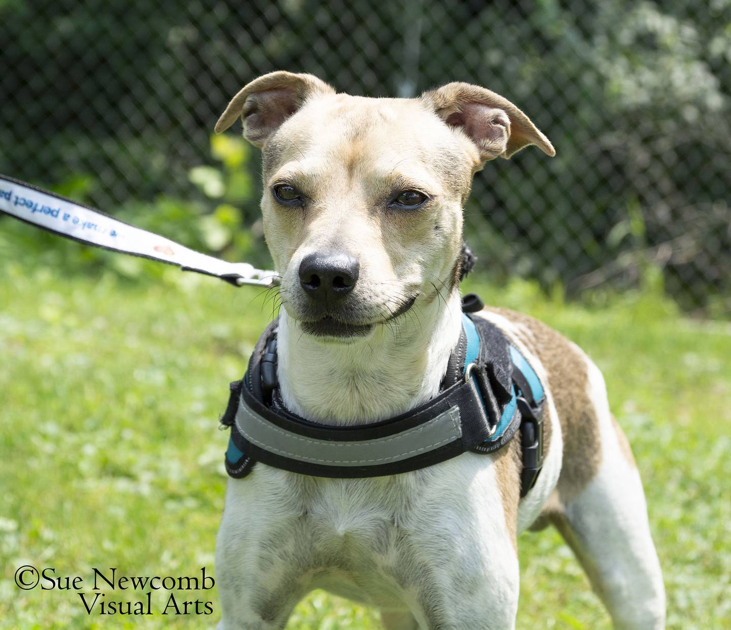 Link is a terrier mix who is approximately 3 years old. He was found as a stray and never reclaimed. Link is an active dog who loves walks and enjoys attention and treats. Contact the Will County Humane Society at willcountyhumane.com and follow the instructions for the adoption process.