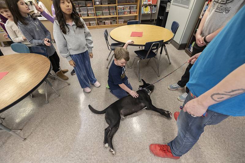 Lehman gets pets and attention Thursday, Feb. 5, 2026, from second graders at Jefferson School in Sterling. The shelter is visiting the school in order to educate the students on animal care. Early exposure has been proven to make older pet owners much more responsible.