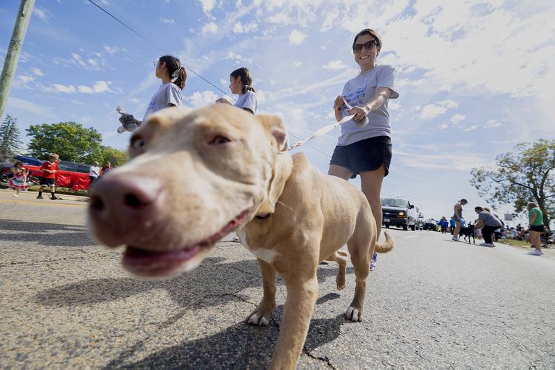 Marisa Blackburn and Buttercup stroll through the Fiesta Days parade Saturday, Sept. 14, 2024. The two were marching for Happy Tails where Buttercup can be adopted.