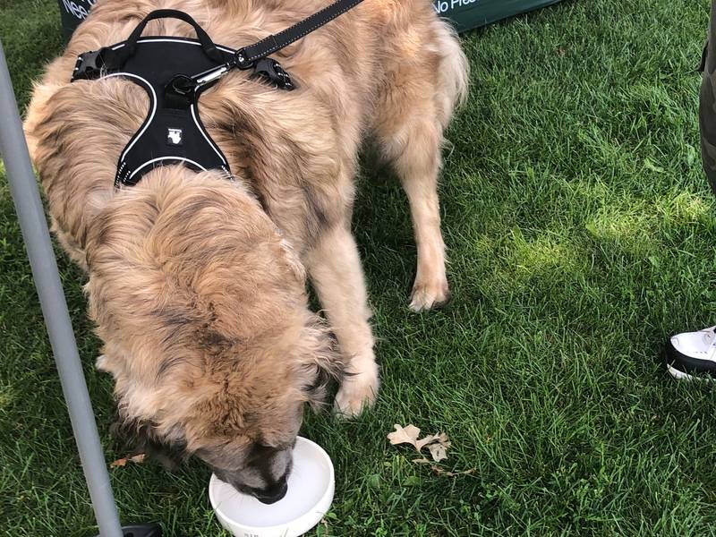 A dog gets a drink of water at Pawfest in Huntley Aug. 3, 2024.