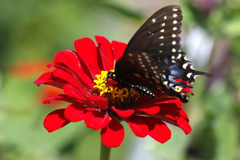 A swallowtail butterfly on a zinnia in Konni Vukelic’s pollinator garden on Friday, August 22, 2025. Vukelic, the owner of Three Bees Honey Farms, is upset with the way the City of Marengo handled removing part of her pollinator garden around her home in Marengo.