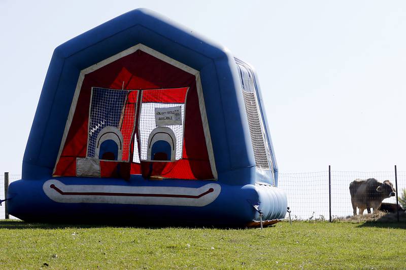 A cow grazes near a jumpy house during a stop on the McHenry County Farm Stroll on Sunday, Sept. 28, 2025  at Hephzibah Farms in Hebron. The farm stroll, a self-guided tour of McHenry County’s family farms, featured farm tours, demonstrations and products for sale at eleven farms.