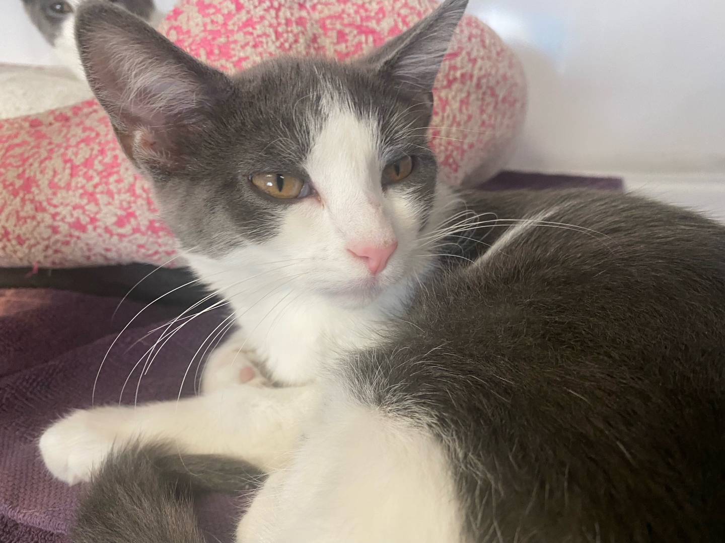5-month-old Mason is outgoing and curious. He adores playing with the other cats, but does indulge in relaxation. For more on Mason, including adoption fees please visit justanimals.org or call 815-448-2510.
