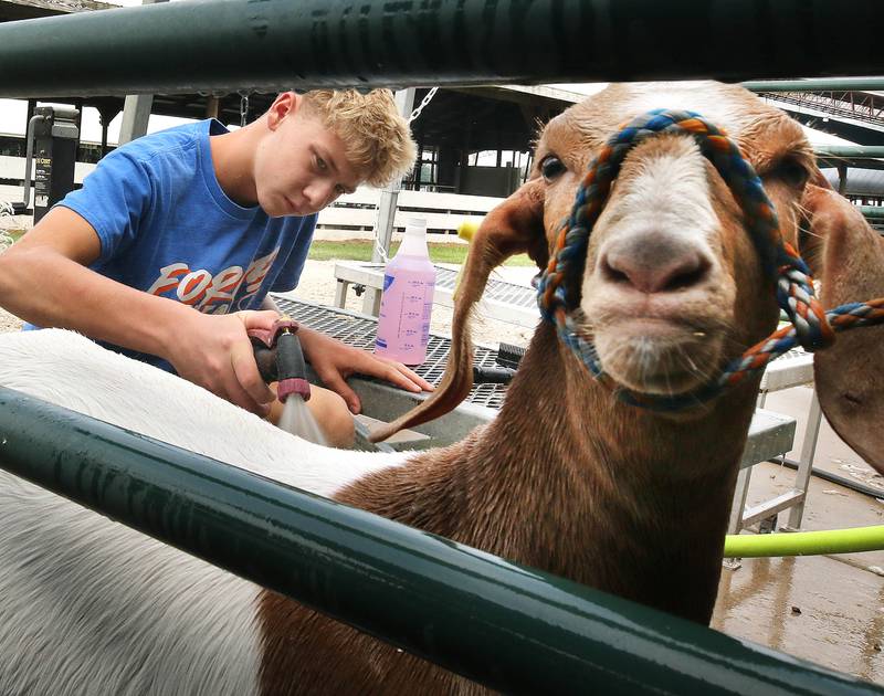 Trevor Rhoads, 16, from Genoa, gives his goat a bath Friday, Aug. 1, 2025, during the DeKalb County 4-H Livestock Fair at the Sandwich Fairgrounds.
