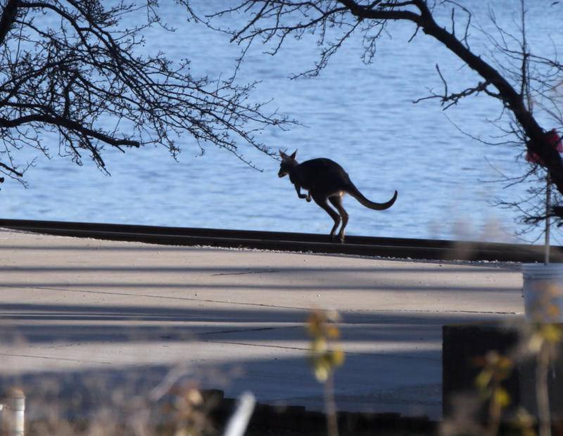 A wallaroo jumps along the train tracks on Water Street in Peru.