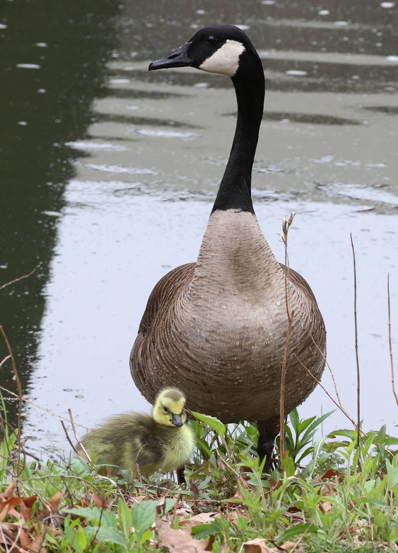 A mother goose leads her goslings out of the water Friday, May 2, 2025, on the campus of Northern Illinois University in DeKalb. Spring is a great time to see all kinds of baby birds and mammals.