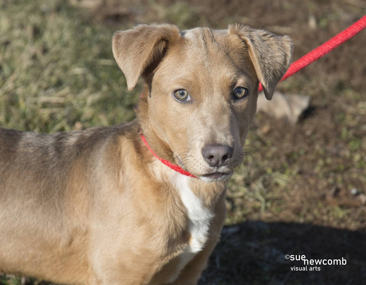Nora is a sweet Lab mix who is one of the shelter’s parvovirus puppies. She has completed her treatment and quarantine and is ready for her forever home. Contact the Will County Humane Society at willcountyhumane.com and follow the instructions for the adoption process.