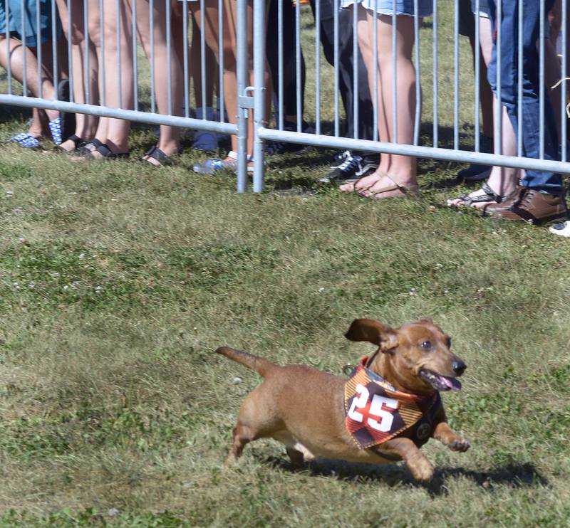 This Dachshund speeds toward the finish line Saturday during the Wiener Dog Races. The event was part of Ottawa’s Oktoberfest on the Jordan Block.