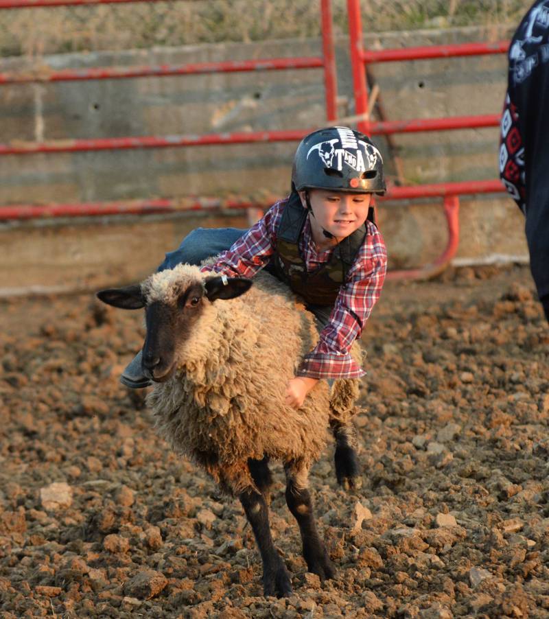 William Safranek hangs on to his sheep as he competes in "Mutton Busting" in the T & A Bucking Bulls Rodeo at the Ogle County Fair on Friday, Aug. 1, 2025 in Oregon.