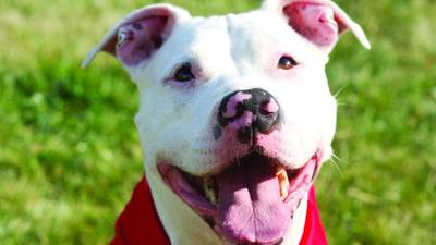 Smart, loving dog Vinny ready for new leash on life