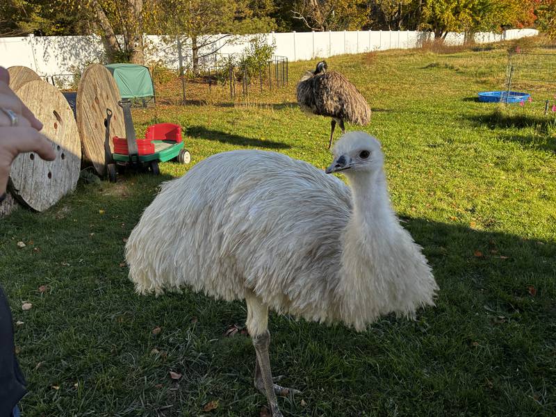 One of the male emus - the older of the two - at the Maaba's McHenry home on Thursday, Oct. 30, 2025. The Maabas are putting their house on the market as the city will not allow them to keep the emus the bought the property to house in 2020.