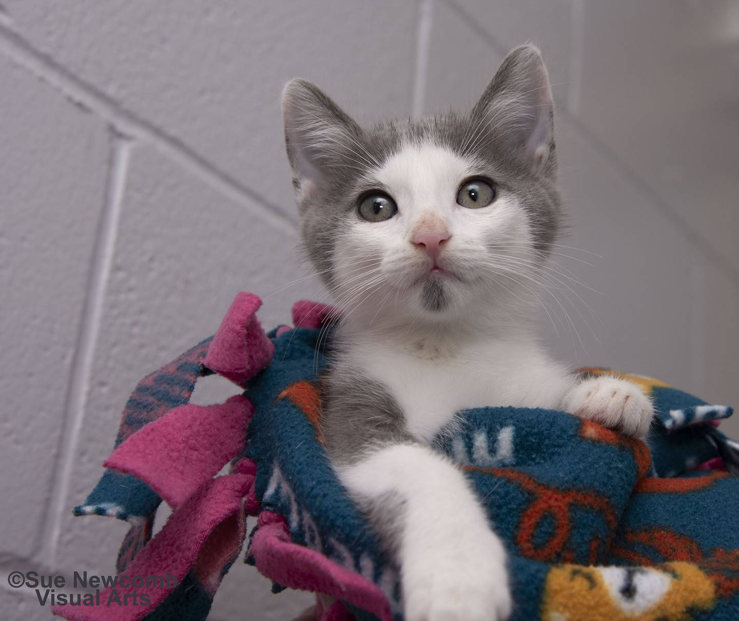 Freddy is a domestic shorthaired kitten who came in as a stray with his littermates. He has tested positive for FIV. However, with excellent care, many FIV cats live normal lives. Please give this guy a forever home.