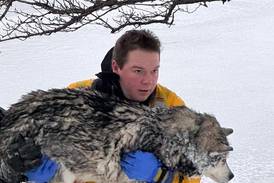 Listen: Kane County’s 5 most-read stories this week: Dec. 14-20