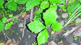 Westmont residents can get an Oak tree seedling at Oak-toberfest