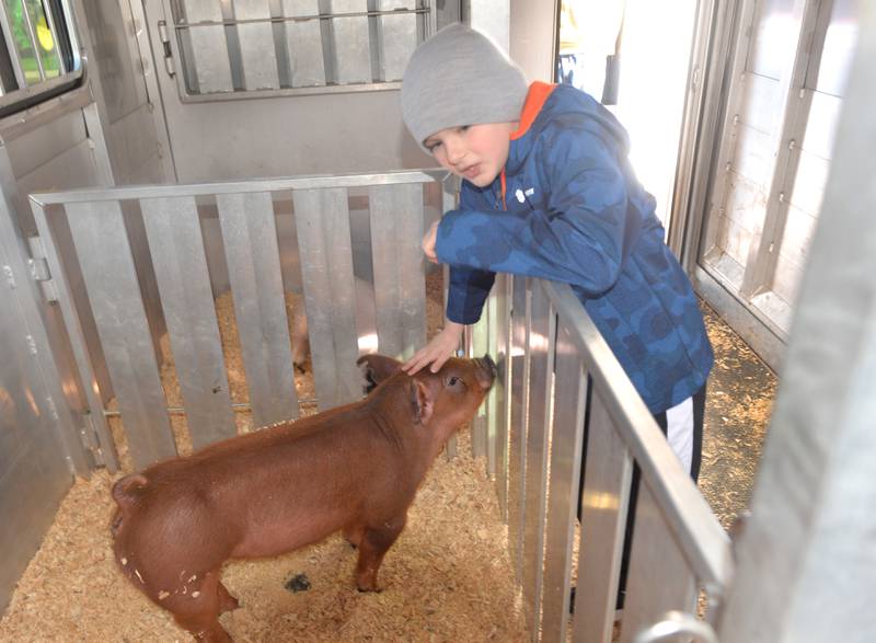 Rhayden Cornelius, a second grader, pets one of Dawson Heslop's piglets at the Forreston FFA's Ag Day on Friday, April 12, 2024. In addition to the petting zoo, the event included farm tractors, and lessons from Forreston High School  FFA members. Heslop is a junior at Forreston High School.