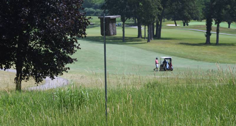 A bluebird house sits in a natural area along a fairway at the Arrowhead Golf Club in Wheaton.