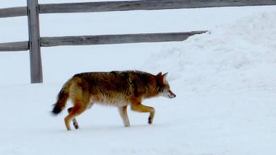 Down the Garden Path: Living with coyotes