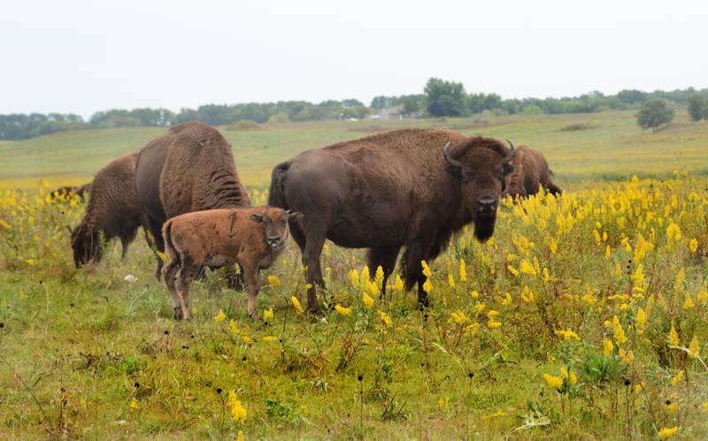 A bison and her calf watch one of the bison tour wagons pass by the herd during the Nachusa Grassland's Autumn on the Prairie on Saturday, Sept. 16, 2023.