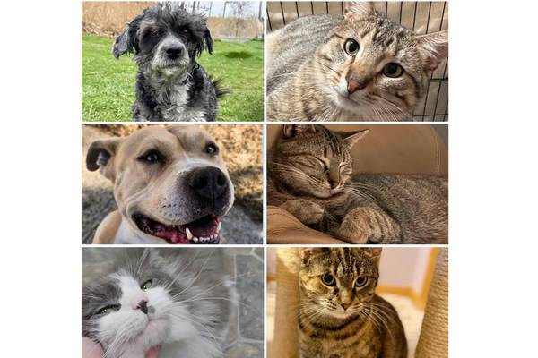 Will County Pets of the Week: April 20, 2026