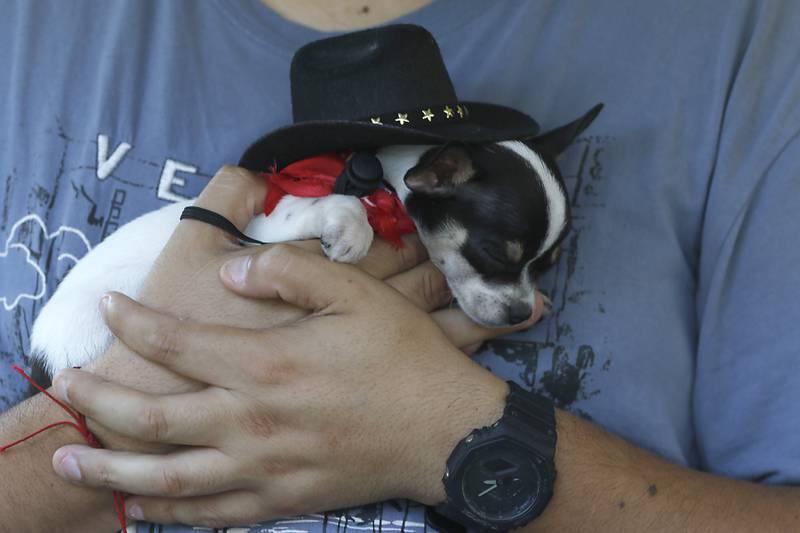 Alan Gomez holds a two-month-old Chihuahua on Sunday, Sept. 14, 2025, during the annual Hispanic Connections Mexican Independence Day Celebration in the Historic Woodstock Square. The celebration featured music, food and culture.