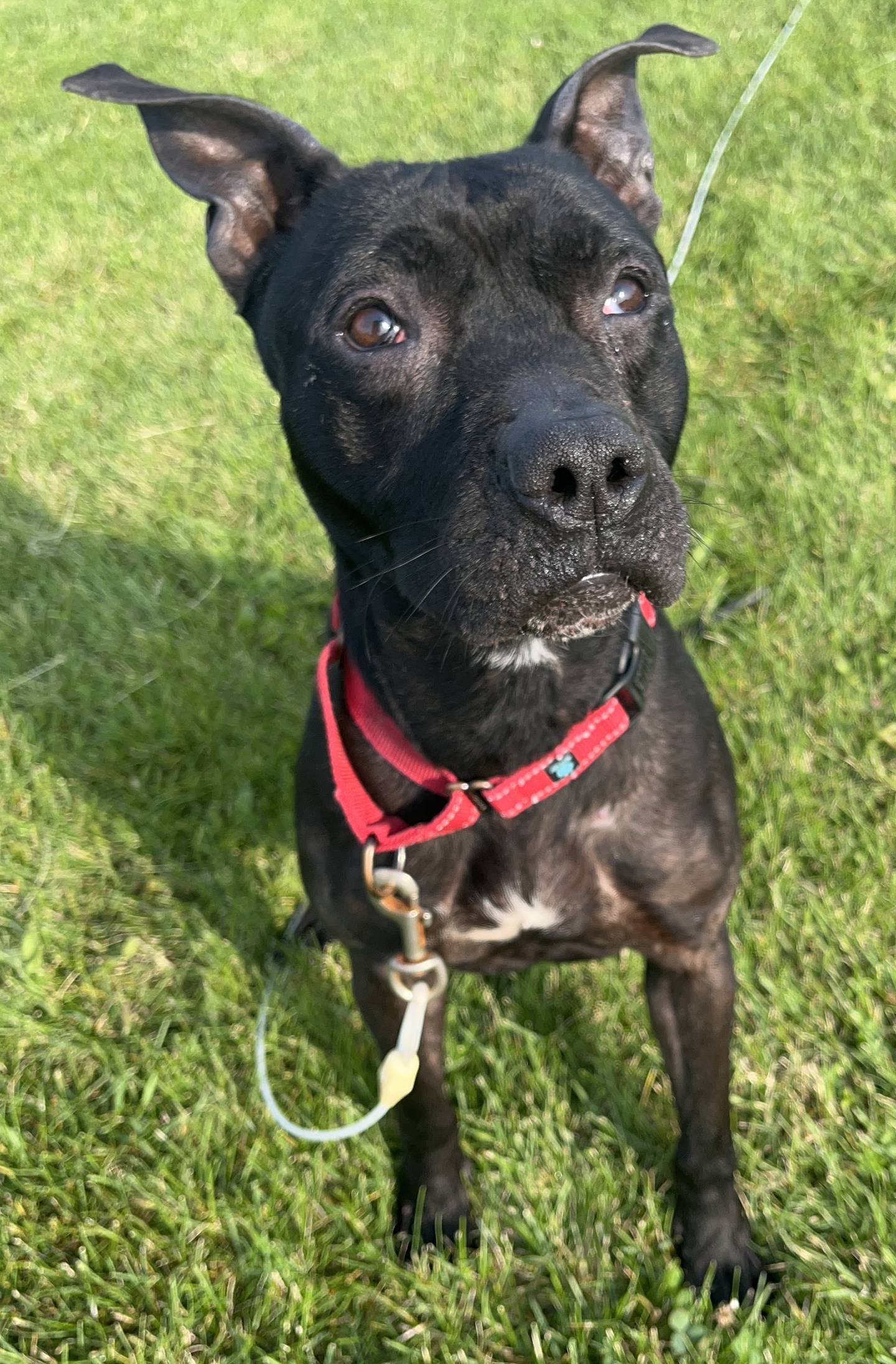 Dynamic is a sweet and gentle 2-year-old pittie. She does well with dogs and cats of all sizes. She has a laid-back personality and great manners. She happily sits on command and gives her paw for a biscuit or two. Her little ears perk up at toys and she’ll nudge for more back scratches. To meet Dynamic, call Joliet Township Animal Control at 815-725-0333.