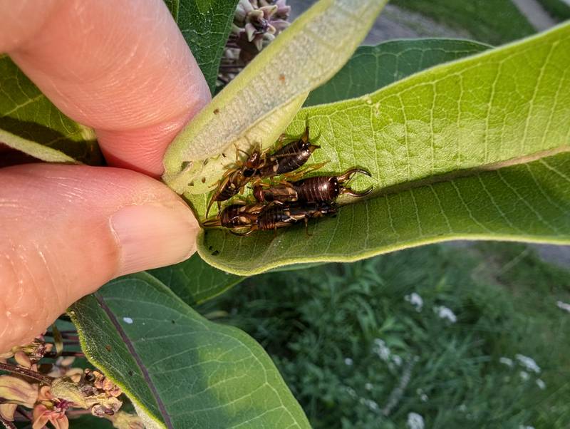 Hello in there! Earwig droppings contain an aggregation pheromone that attracts both adults and nymphs, resulting in earwig clusters like this one inside some milkweed leaves. This plant was the only one among six milkweeds to host such a gathering.