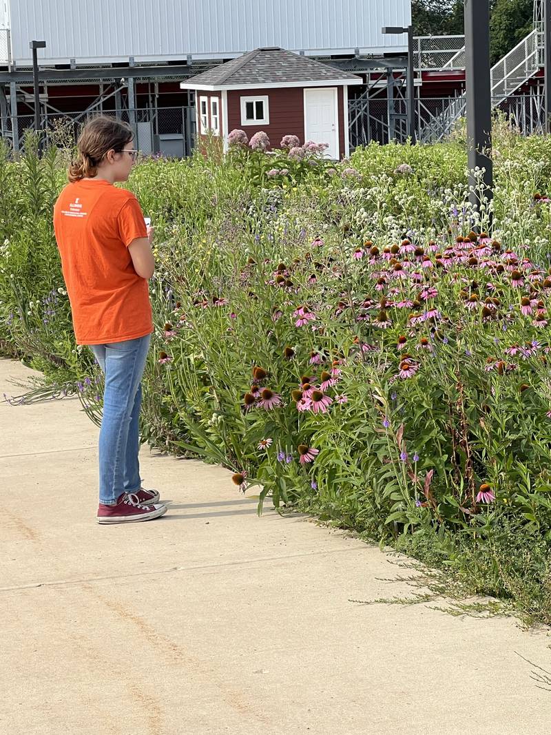 Lilly Lindstrom observes native plants in the garden at Spring Valley Hall High School.