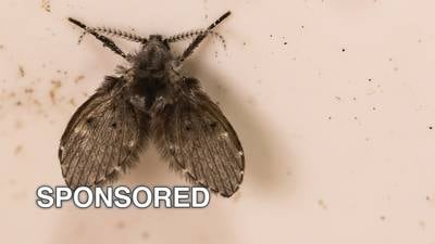 How To Identify, Eliminate, And Prevent Drain Flies