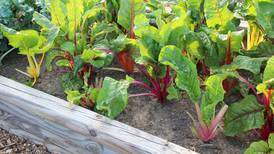 Polo Community Garden Club informational meeting set for March 16 