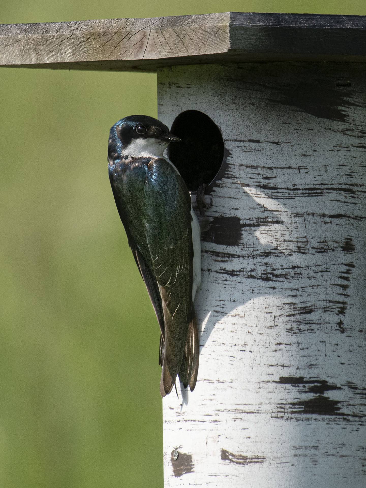 Pictured is a tree swallow as seen at the Carillon Lakes 3-hole golf course. Five years ago, residents at the gated community for active adults 55 and up started restoring unused areas of the golf course to its natural habitat.