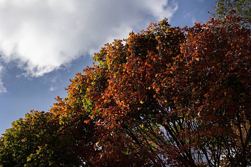 Though still early, a tree along Route 2 between Dixon and Sterling is almost completely changed to it’s vibrant hues.