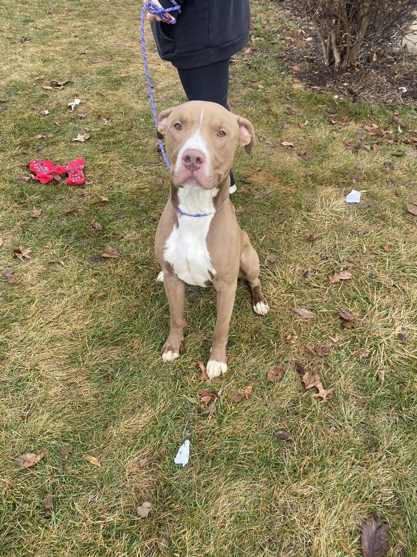 Wonder is a 2-year-old terrier mix that was rescued from a local animal control. He warms up to people quickly, loves attention and hasn’t met a treat he doesn’t like. He loves belly rubs and going on walks. He is good with other dogs but needs a home without cats. To meet Wonder, email Dogadoption@nawsus.org. Visit nawsus.org.