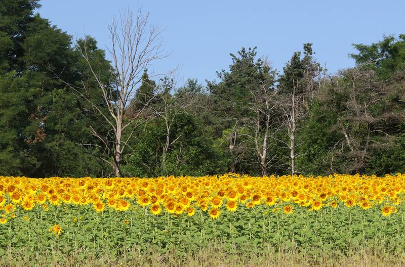 Sunflowers stand out against the green trees Friday, July 14, 2023, at Shabbona Lake State Recreation Area in Shabbona Township.