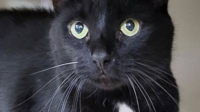 Laidback cat ready to curl up with forever family