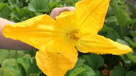 Growing for tomorrow: Tips for sowing seeds indoors – and out – ahead of the growing season