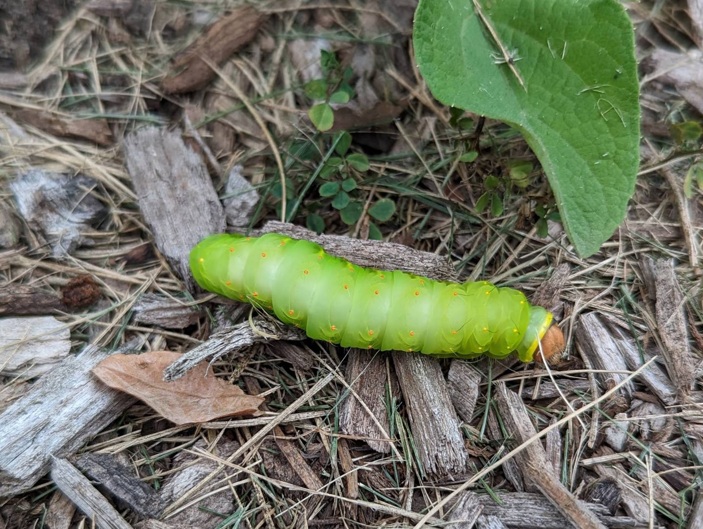 Polyphemus caterpillars, as well as the caterpillars of many other moth and butterfly species, spend the winter among downed leaves – a great reason to “leave the leaves” until warm temperatures return.