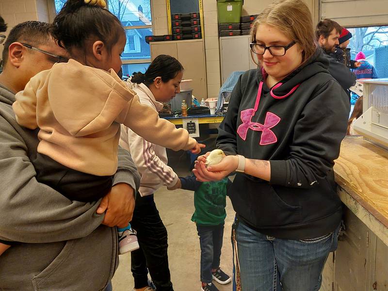 Baby chicks were popular attractions Tuesday, March 26, 2024, at the annual Streator FFA animal fair at the high school.