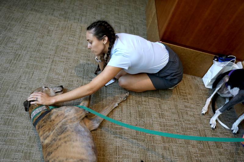 Social Worker Katie Saraga pets Tom, a greyhound and therapy animal, at Northwestern Medicine Central DuPage Hospital in Winfield as part of National Nurses’ Week festivities on Wednesday, May 10, 2023.