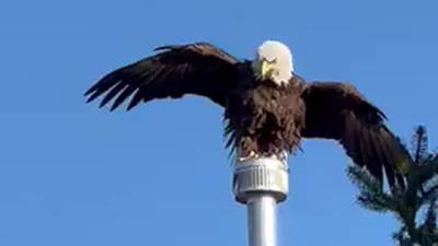 Reader video: Eagle lands on McHenry Riverwalk townhome roof