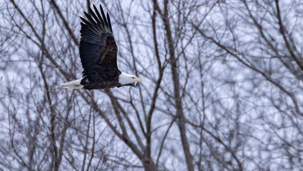 Photos: Visitors brave winter weather at Starved Rock State Park during Bald Eagle Weekend