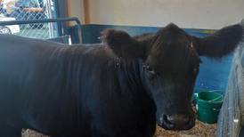 Rock Falls resident joins American Angus Association