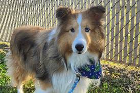Gentle dog ready for next chapter with loving family