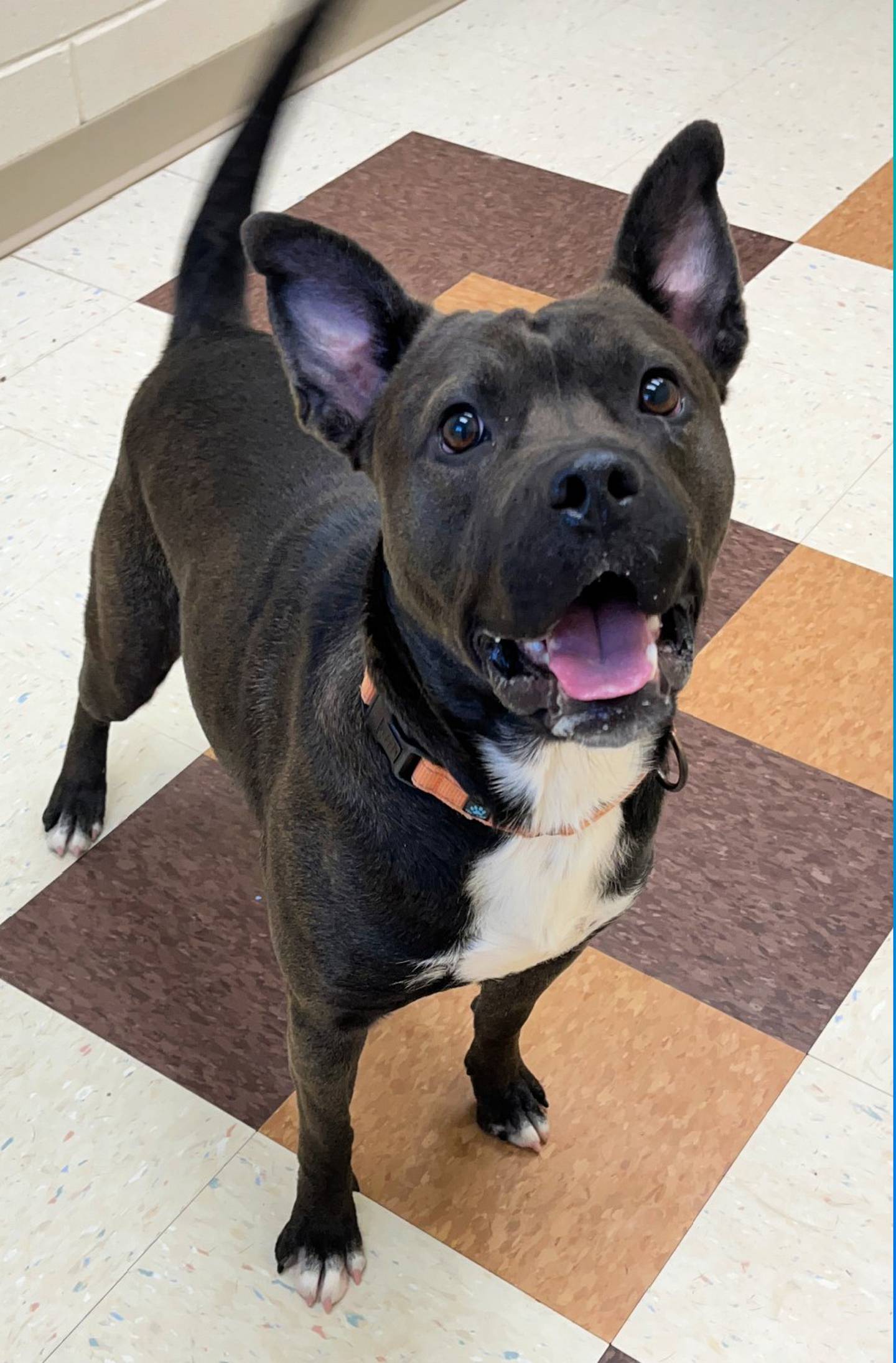 Wayde is a bouncy, playful 1-year-old pittie mix that is the longest resident dog at Joliet Township Animal Control. Wayde is part of a large playgroup of dogs; he also did really well with cats. Wayde knows to “sit” and “lie down.” Wayde loves treats and chasing tennis balls. To meet Wayde, call Joliet Township Animal Control at 815-725-0333.